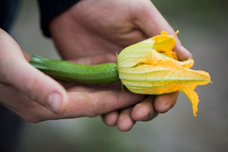 Demeter-zucchini_web